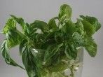 <strong>Basilikum</strong>!