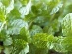 Wie zerkleinere ich Gartenkräuter? Mit einer Kaffeebohnen-Mahlmaschine