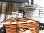 Wie richte ich meinen Hamsterk&auml;fig richtig ein?