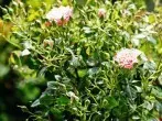Trauerfliegen in den Blumen - todsicher bekämpfen mit Flohschutzspray