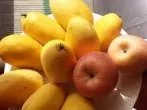 Grüne Mango reifen besser auf Äpfeln