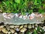 Schneckenabwehr mit Eierschalen