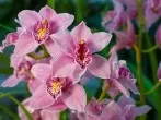 Orchideen düngen