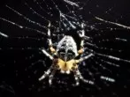 Spinnen entfernen mit Kältespray