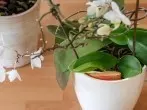 Orchideen zum Blühen bringen mit Apfelstück