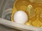Verklebte Eier