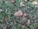 Laub entfernen und gleichzeitig Gras schneiden