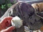 <strong>Knoblauch</strong> gegen Flohbefall bei Hunden