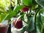 Super einfache Pflanze: Paprika