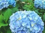 Blaue Hortensien mit Eisen düngen