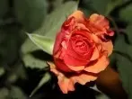 Rhabarberbrühe gegen Läuse auf Rosen