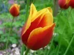 Geschimmelte Tulpen
