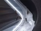 Salz gegen Ameisen