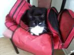 Katzen das Kratzen an Wänden abgewöhnen