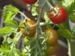 Bittersalz: Dünger für Tomaten und Zimmerpflanzen