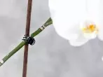 Orchideen mit Haarclips an Stab fixieren