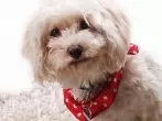 Hund mit Speisenatron reinigen