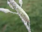 Blattläuse an Topfpflanzen mit Nelkenpulver bekämpfen