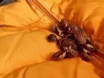 Flüssigwaschmittel aus Waschnüssen