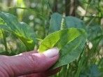 Spitz- oder Breitwegerich gegen Insektenstiche