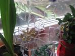 Windspiel/Mobile aus Kunststoffflasche