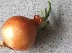 Austreibende Speisezwiebeln