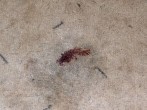 Blutflecken auf dem Teppich?