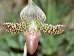 Kranke <strong>Orchideen</strong> retten durch umpflanzen