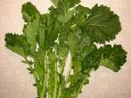 Italienisches Gem&uuml;se - Cima di Rapa / St&auml;ngelkohl / Wilder Brokkoli
