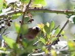 Vögel von Obstbäumen verscheuchen