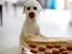 Hundekekse selbst gebacken