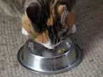 Warmes Wetter - Katze füttern