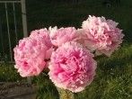 Schnittblumen länger schön & frisch halten