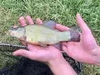 Gegen unangenehm riechende Finger nach Fischverarbeitung