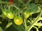 Gemüsegarten vor Raupen schützen mit Tomatenpflanzen