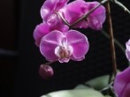 <strong>Orchidee</strong> (Phalaenopsis) nach dem Verblühen erneut zum Blühen 