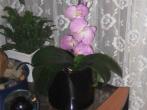 <strong>Orchideen</strong> schöne Blätter - keine Blüten - Seidenorchideen dazustecken