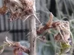 Spinnmilben an Zimmerpflanzen bekämpfen: mit Glasreiniger