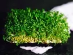 Kresse auf Styropor-Gemüseschalen aussäen