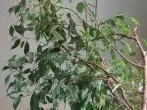 Ficus benjamina düngen: mit einem Schuss Wodka im Wasser