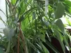 Pflanzen gegen Schadstoffe