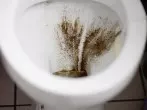 Läuft das Wasser in der Toilette? Test mit Pfeffer