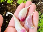 Aussaat vor Katzen schützen mit Knoblauch