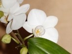Zuckrige Tropfen an <strong>Orchideen</strong> - entfernen und vorbeugen