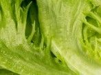 Schlaffer <strong>Kopfsalat</strong> wieder knackig