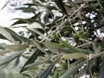 Olivenblättertee