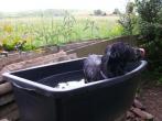 Maurerkübel als kleine Badewanne für den <strong>Hund</strong>