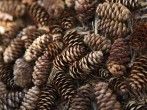 <strong>Herbstdeko</strong> und Winterschutz - Kieferzapfen sammeln