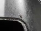 Mit Kupfer gegen Ameisen