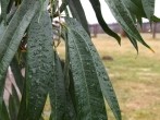 Wellness für die <strong>Zimmerpflanzen</strong>: Pflanzen in den Regen stellen
